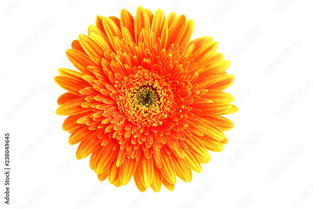 Orange gerbera on white background Orange gerbera on white background