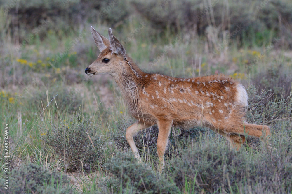 Mule deer fawn