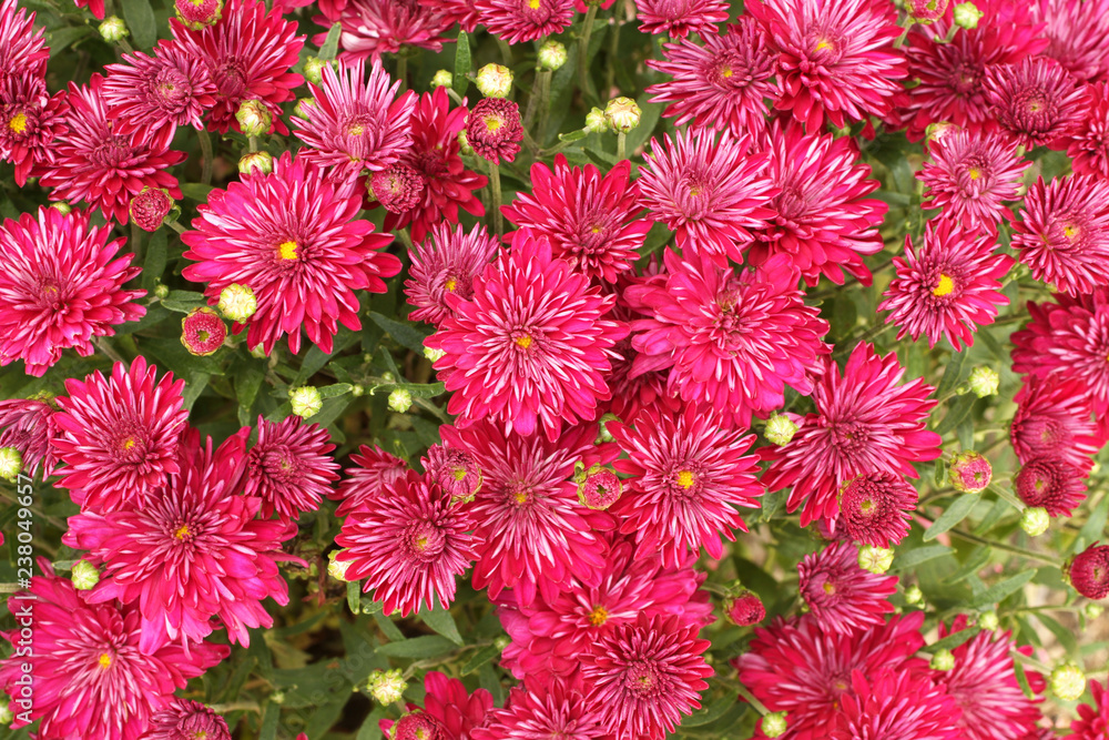 Small magenta chrysanthemum flowers on bush. Closeup Small magenta chrysanthemum flowers on bush. Closeup