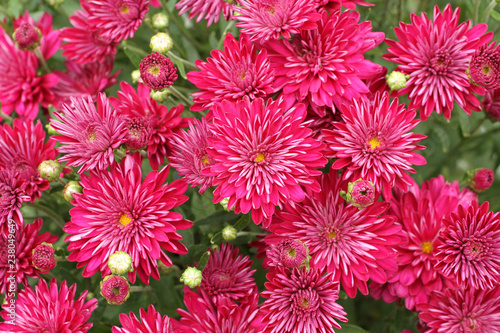 Small magenta chrysanthemum flowers on bush. Closeup                