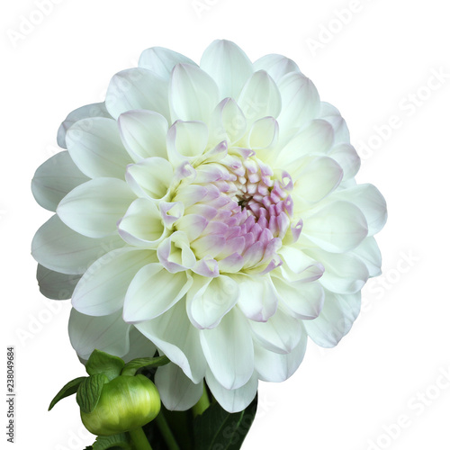 White and pink dahlia