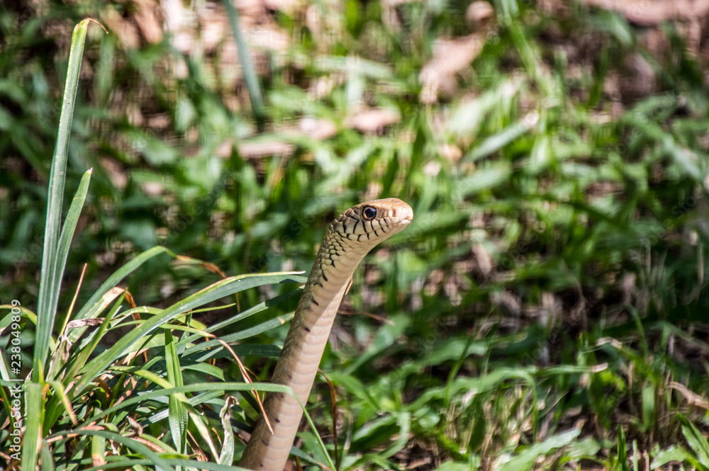 snake, reptile, nature, animal, wildlife, grass, lizard, serpent, wild, viper, adder, venomous, brown, eye, slither, poison, green, poisonous, venom, animals, outdoors, snakes, head, scales, closeup Stock Photo | Adobe Stock snake, reptile, nature, animal, wildlife, grass, lizard, serpent, wild, viper, adder, venomous, brown, eye, slither, poison, green, poisonous, venom, animals, outdoors, snakes, head, scales, closeup Stock Photo | Adobe Stock