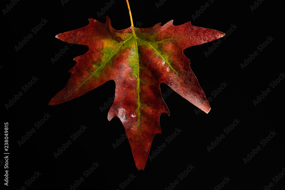 Fototapeta premium sycamore leaf in autumn 