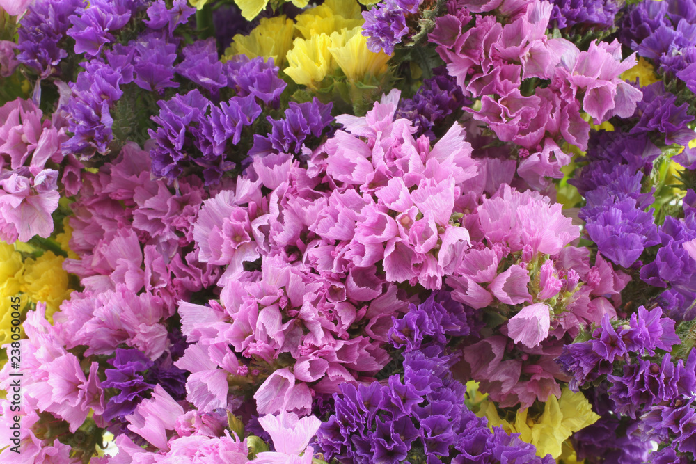 Pink, purple, yellow Statice flowers - Limonium Background Pink, purple, yellow Statice flowers - Limonium Background