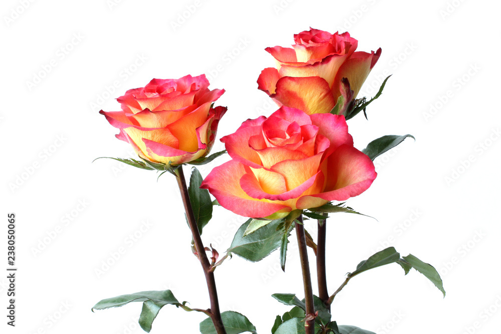 Three yellow roses with red edges of petals on white background