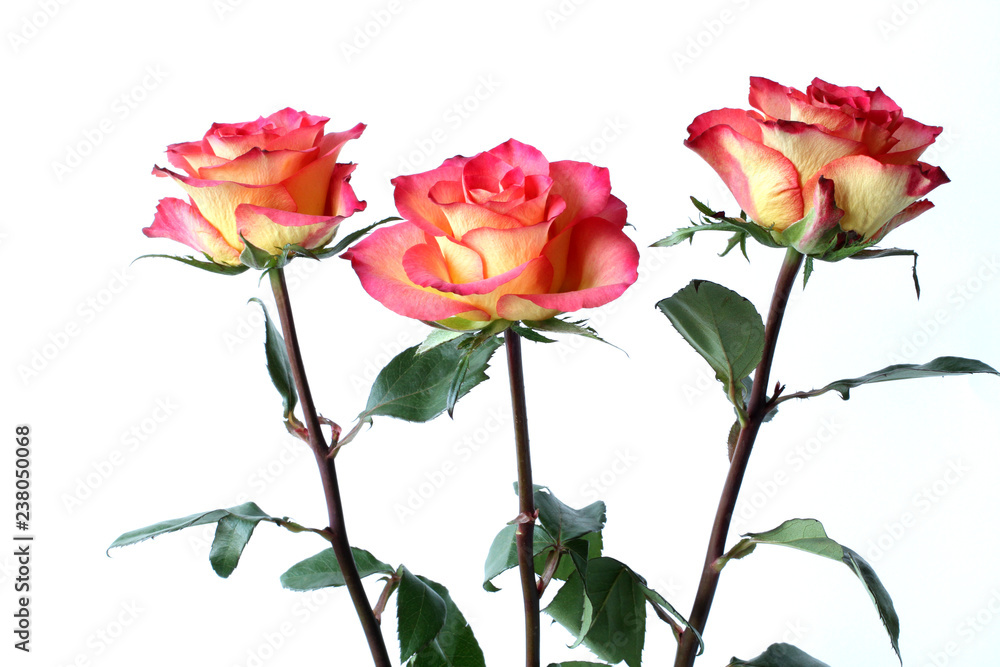 Three yellow roses with red edges of petals on white background Three yellow roses with red edges of petals on white background