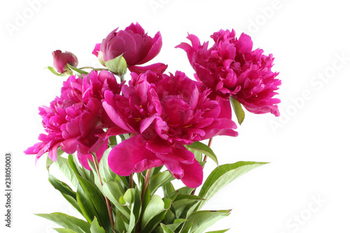 Bouquet of dark pink peonies on white background