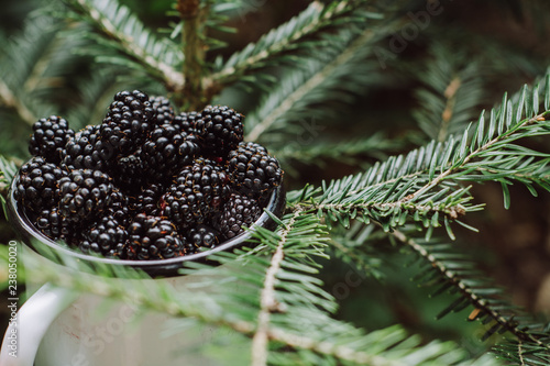   Juicy fresh blackberries in a white cup among fir branches. Organic healthy berries. 
