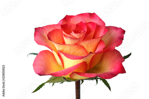 Yellow with red rose on white background