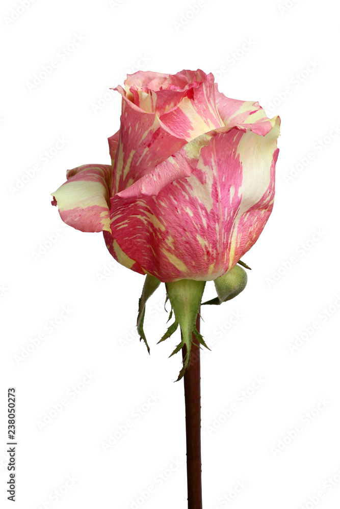 Yellow with pink marble rose on white background Yellow with pink marble rose on white background