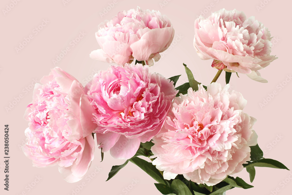 Bouquet of five pink peonies on pink background