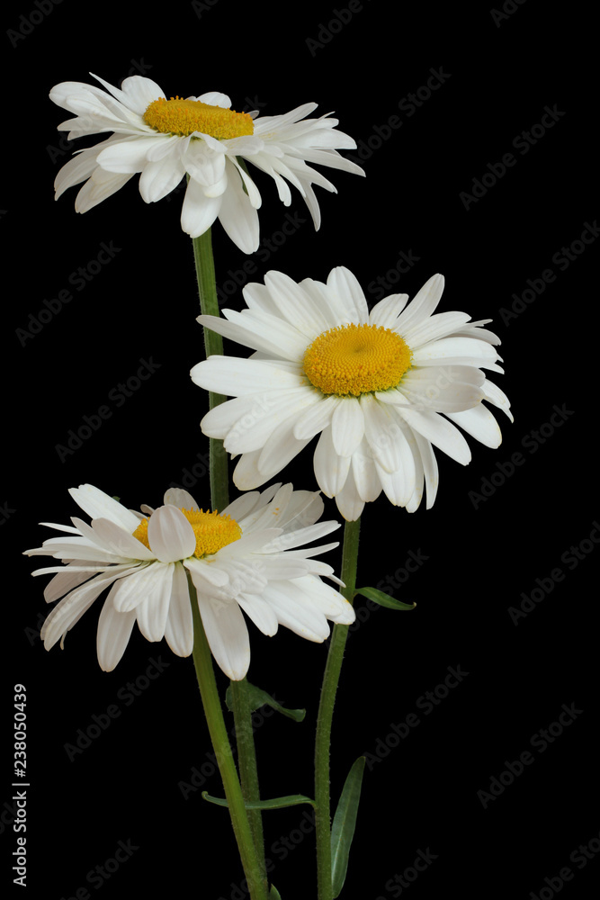 Obraz premium Big white chamomiles isolated on black background