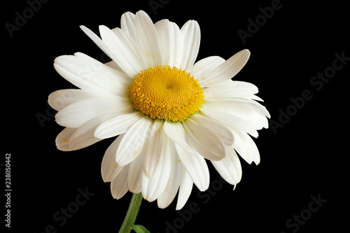 Big white chamomile isolated on black background