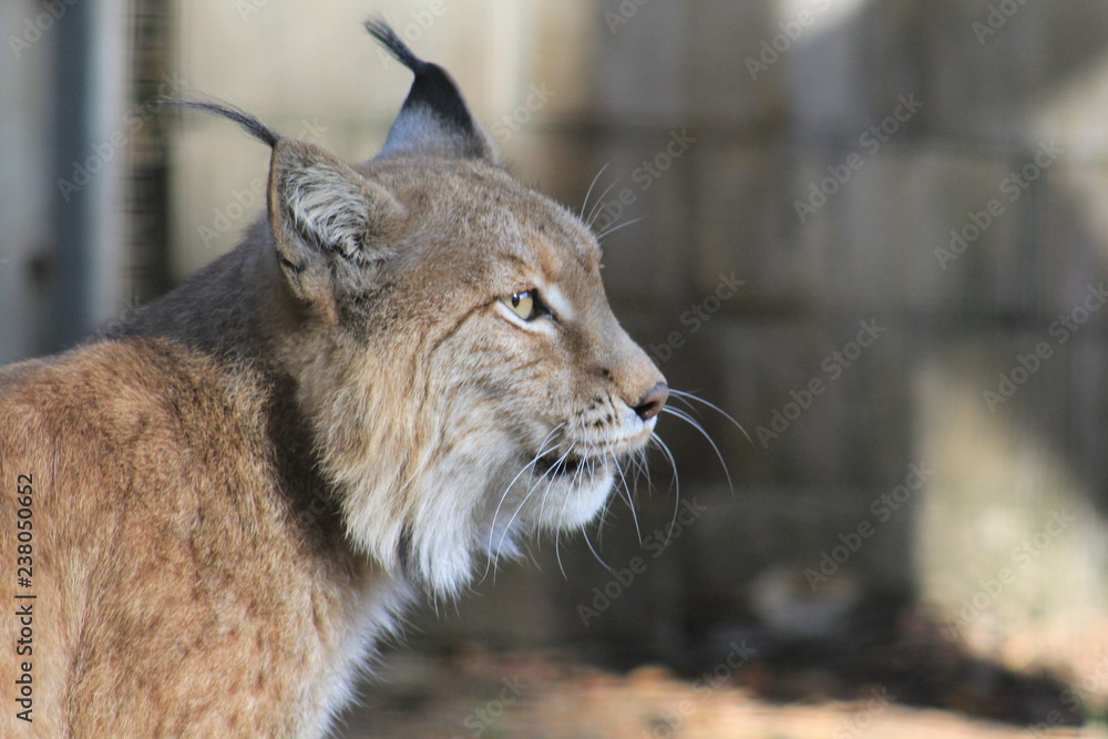 Luchs Luchs
