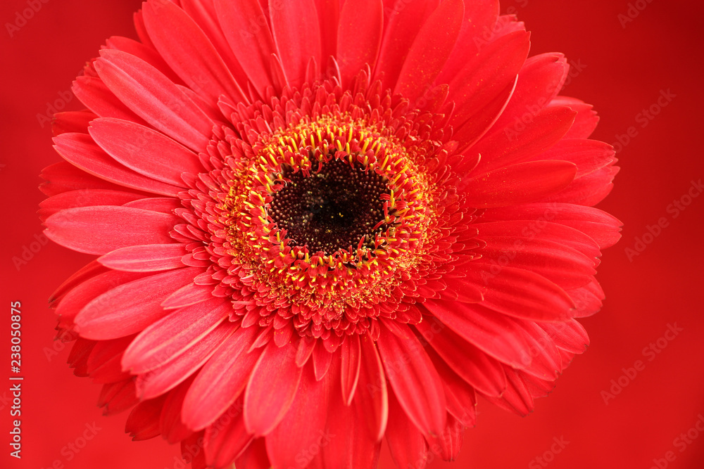 Red gerbera isolated on crimson background