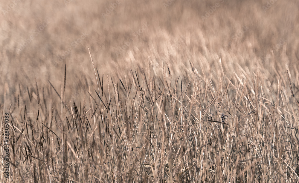 The background image of the brown meadow is blown away. The background image of the brown meadow is blown away.