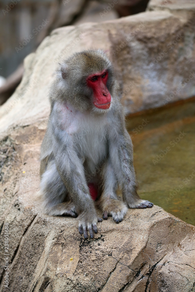 動物園の日本猿