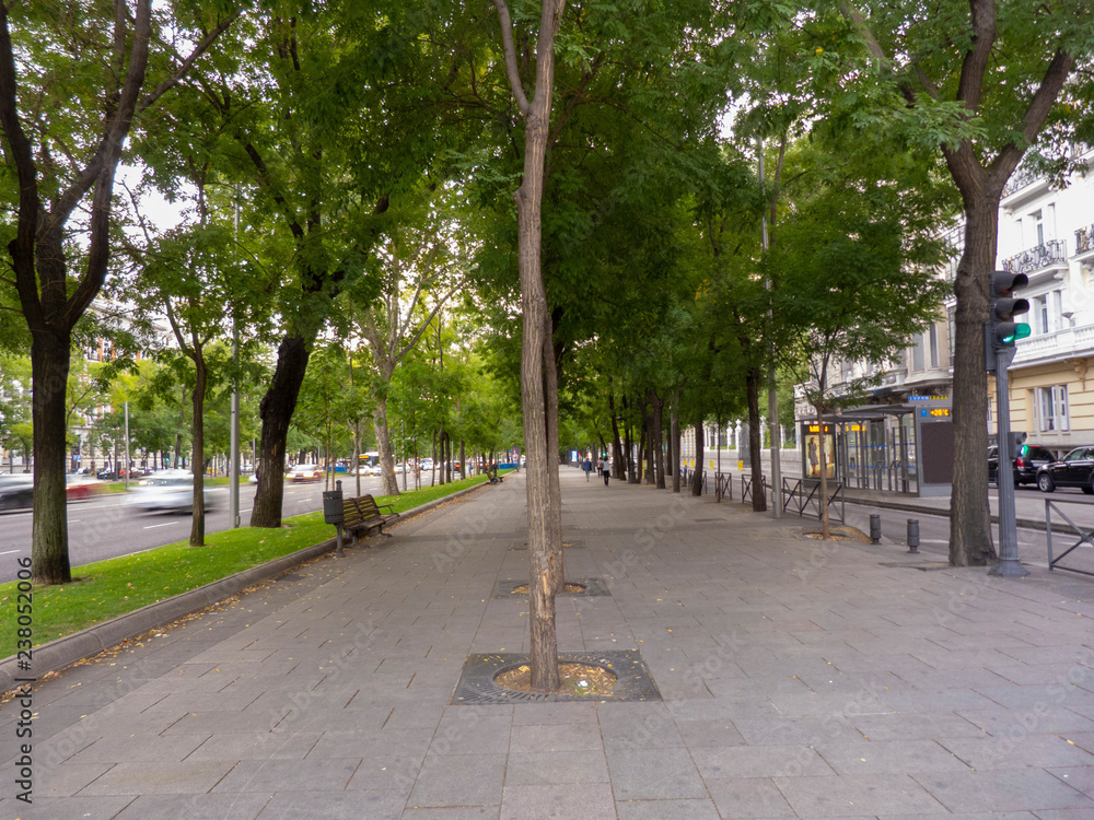 Trees in Castellana street