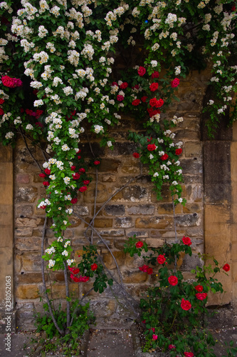 Fototapeta Naklejka Na Ścianę i Meble -  Flower Vines Brick Wall