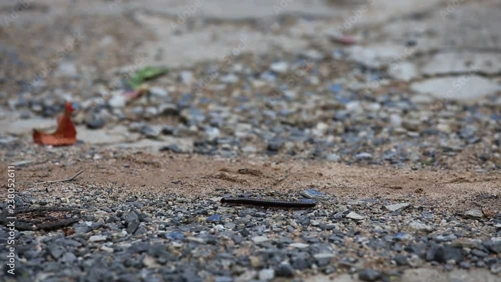 Millipede Walking on road.