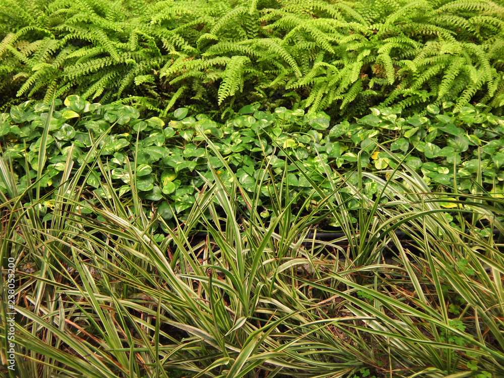 Obraz premium エコプラント（ネフロレピス, ポトス, オリズルラン）