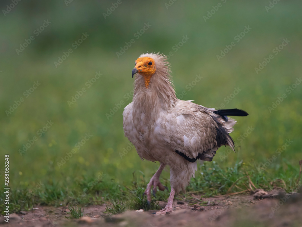 Egyptian vulture (Neophron percnopterus) Egyptian vulture (Neophron percnopterus)