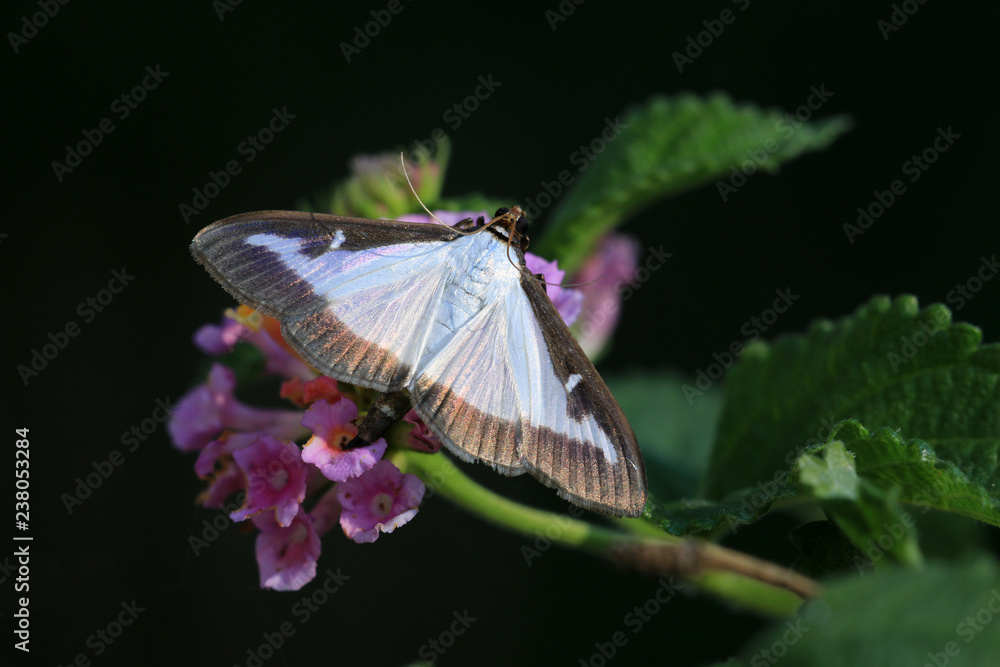 Fototapeta premium cydalima perspectalis