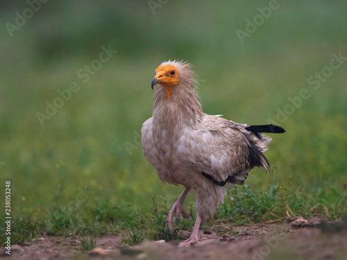 Egyptian vulture  Neophron percnopterus 