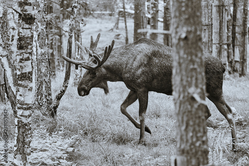 elk in forrest black & white photo