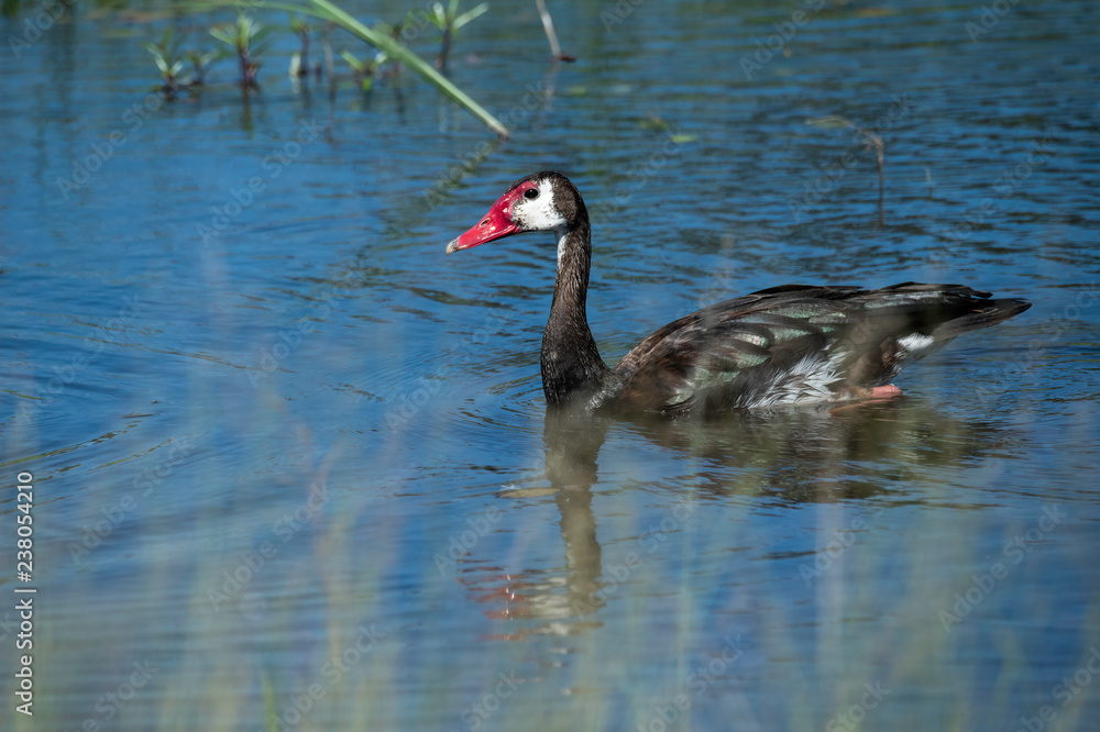 Spur-winged Goose swimming in the water, Okavango Delta, Botswana, Africa Spur-winged Goose swimming in the water, Okavango Delta, Botswana, Africa