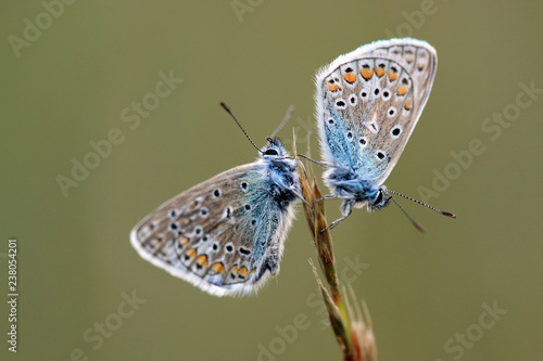 Wallpaper Mural Hauhechel-Bläuling Torontodigital.ca