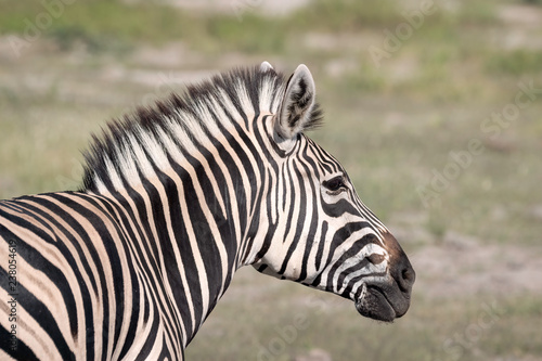 Close up of a young zebra standing on the grassland of the Okavango Delta in Botswana