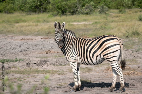 A zebra stands in a clearing in the Okavango Delta, Botswana