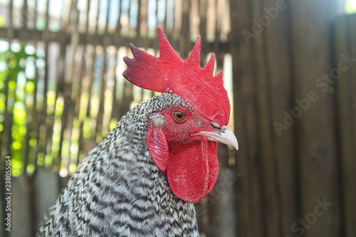 rooster on a background