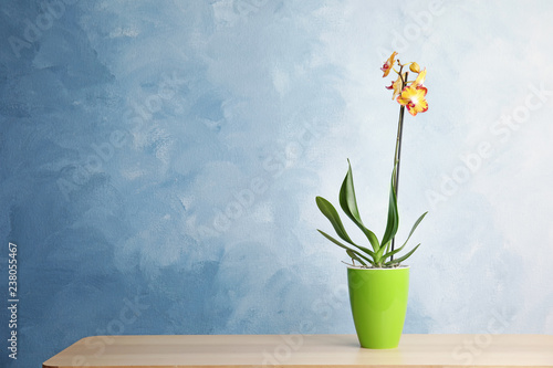 Beautiful tropical orchid flower in pot on table near color wall. Space for text