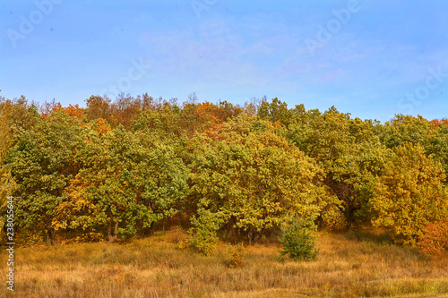 Mixed forest of pine, birch, oak against the blue sky. Autumn landscape.