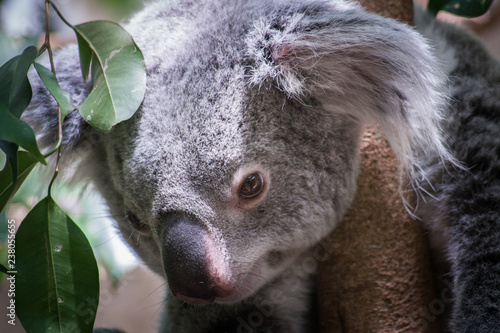 Photography Koala