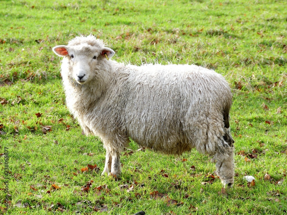 Young sheep in field at Bullsland Farm, Chorleywood, Hertfordshire, England, UK Young sheep in field at Bullsland Farm, Chorleywood, Hertfordshire, England, UK