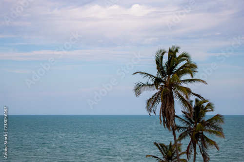 palm tree on tropical beach © Keison