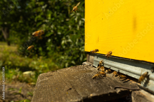 Bees fly to the hive and carry pollen one after the other in summer days