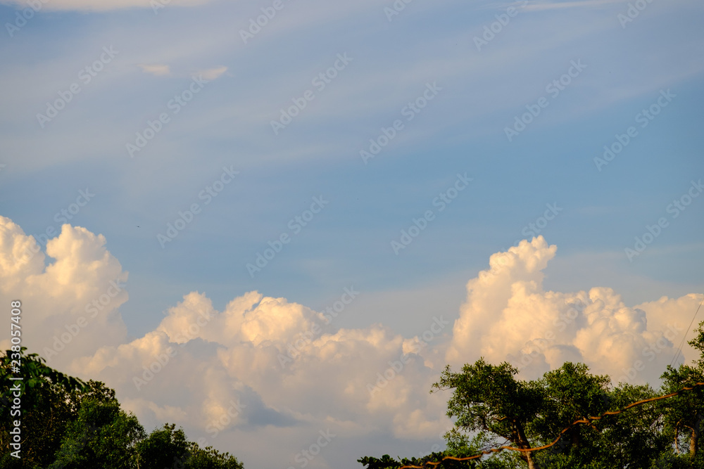 Obraz premium Sky and clouds above the tree top