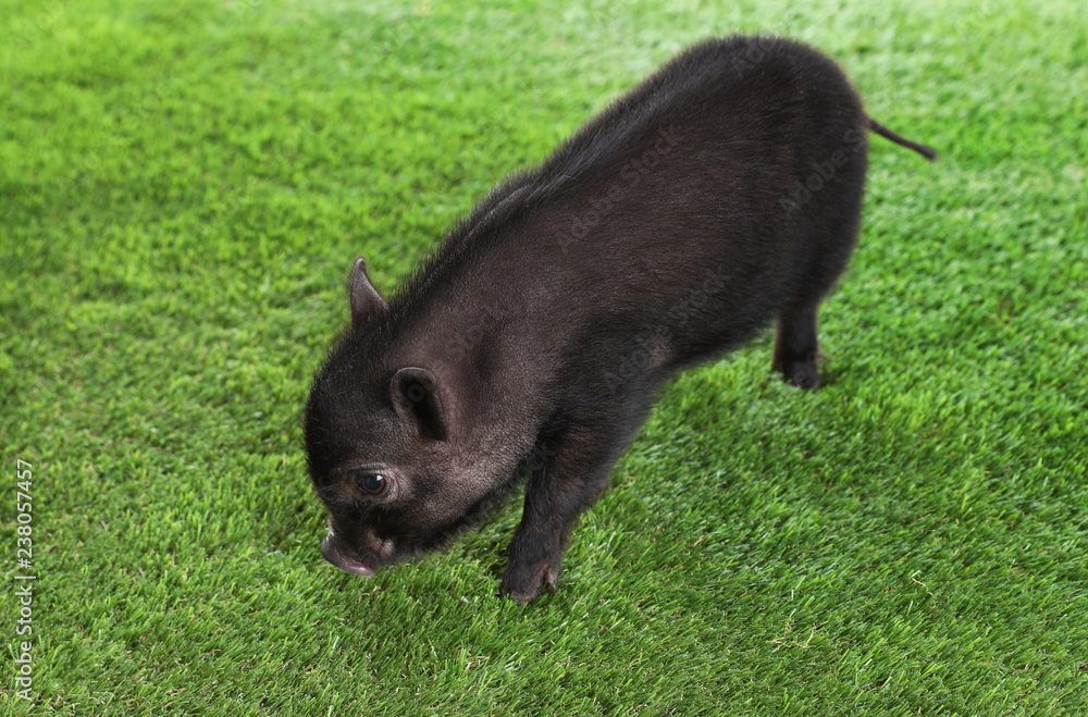 Black sales mini pig