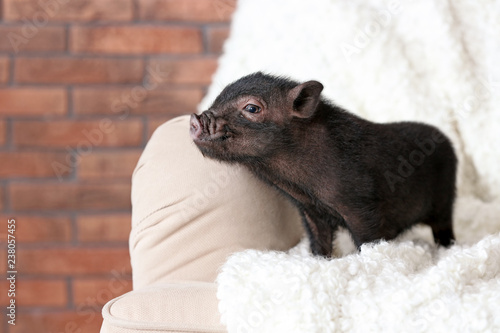Adorable black mini pig on sofa at home