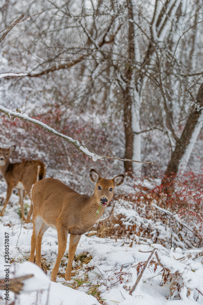 Deer eating frozen grass Deer eating frozen grass