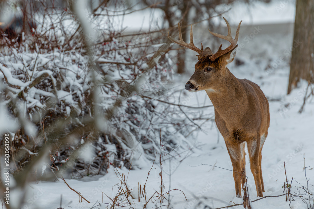 deer in winter deer in winter