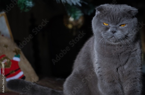 Scottish Fold
