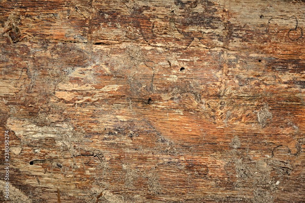 Fototapeta premium The texture of the old tree.