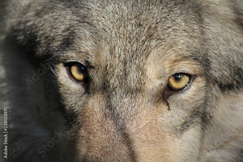Wolf © Tanja Naturfoto