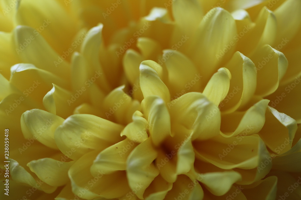 Yellow flower. Macrophotography Yellow flower. Macrophotography