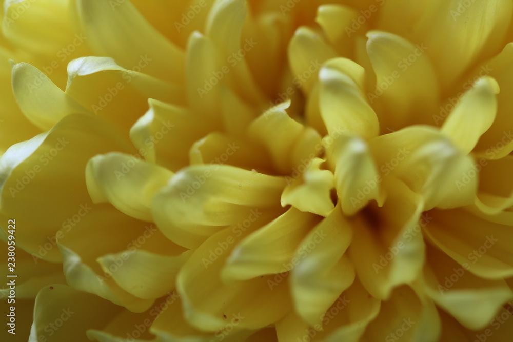 Yellow flower. Macrophotography Yellow flower. Macrophotography